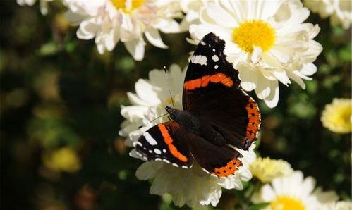 蝴蝶最新爆料视频,揭秘神秘事件内幕